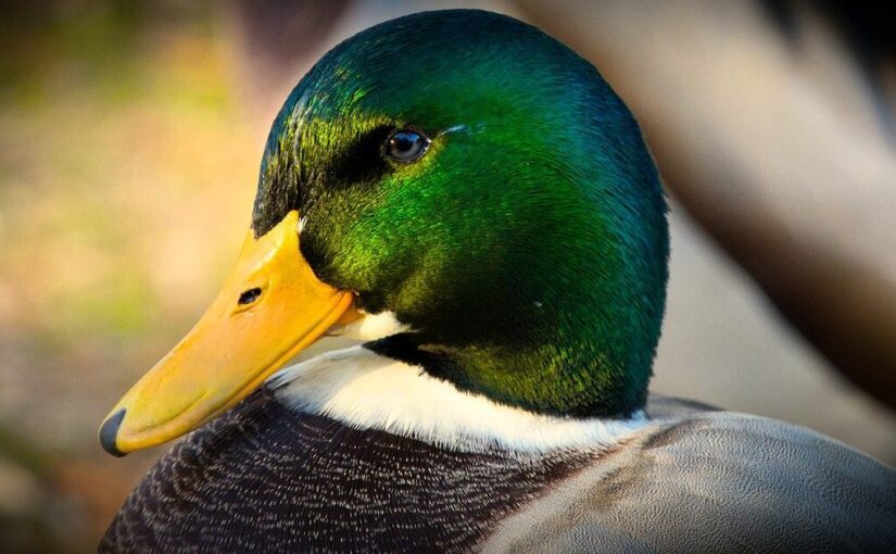 Malware LemonDuck agora remove controles de segurança